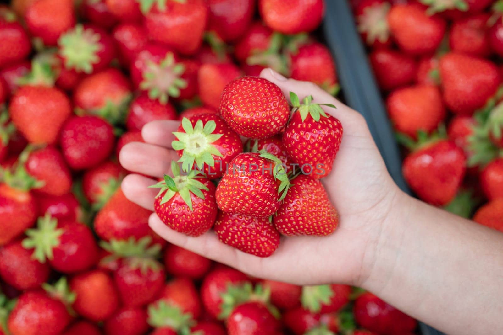 Female holding bright ripe strawberry in hands by VitaliiPetrushenko