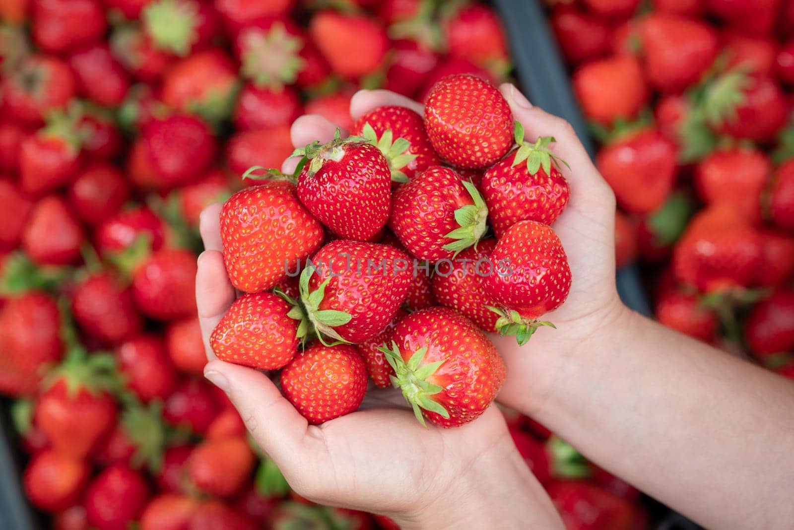 Harvest of fresh juicy strawberry on farm