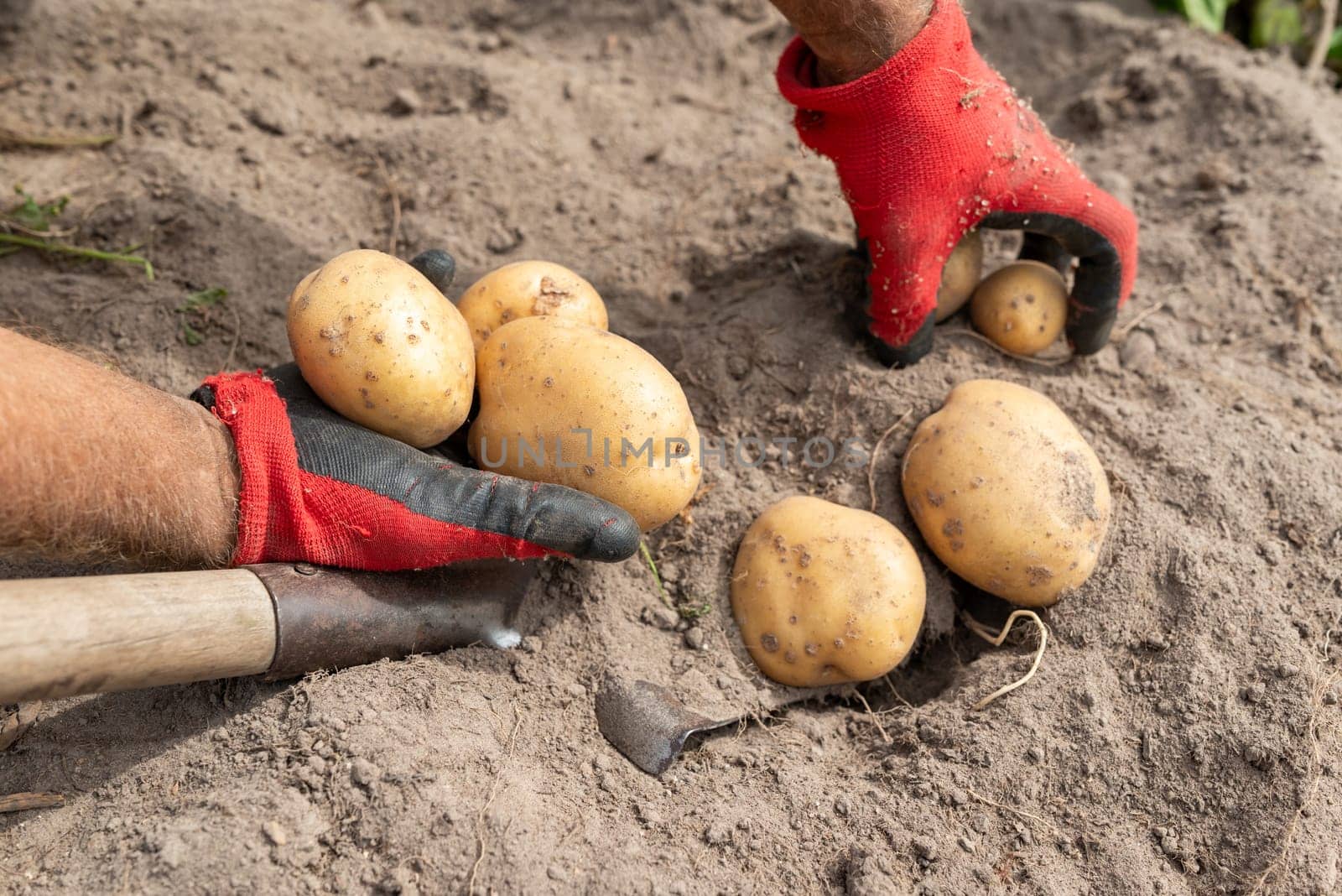 Digging potato, private garden, grow potato by yourself