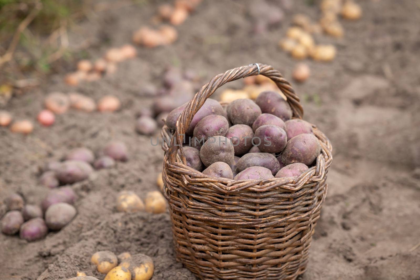 Potato crop in Autumn, nice harvest of potato in garden