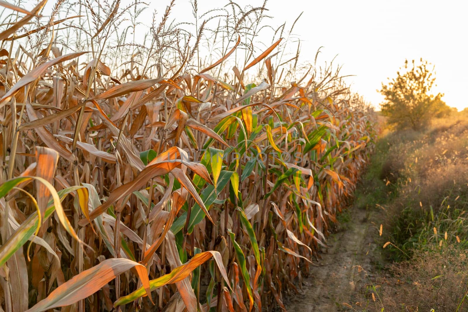 Ripe corn field by VitaliiPetrushenko
