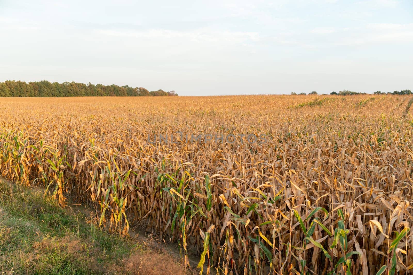 Ripe agricultural corn field in countryside