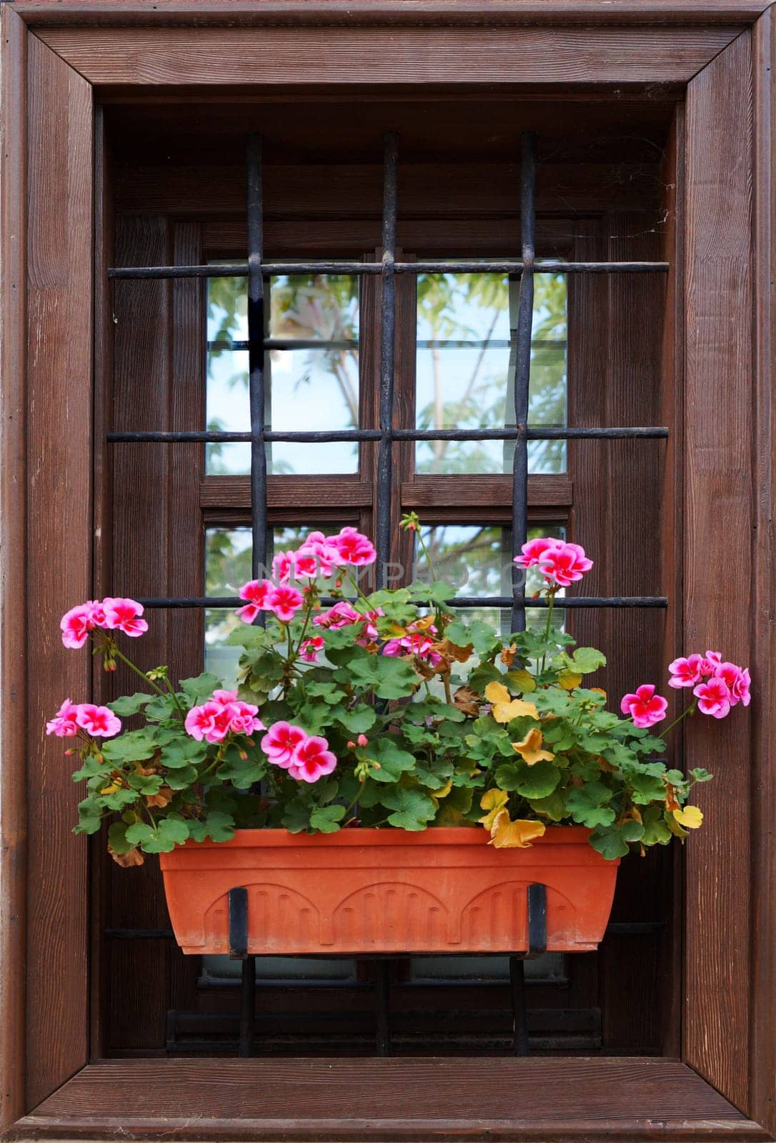 blooming pink pelargonium in a flower pot on the window outside by Annado