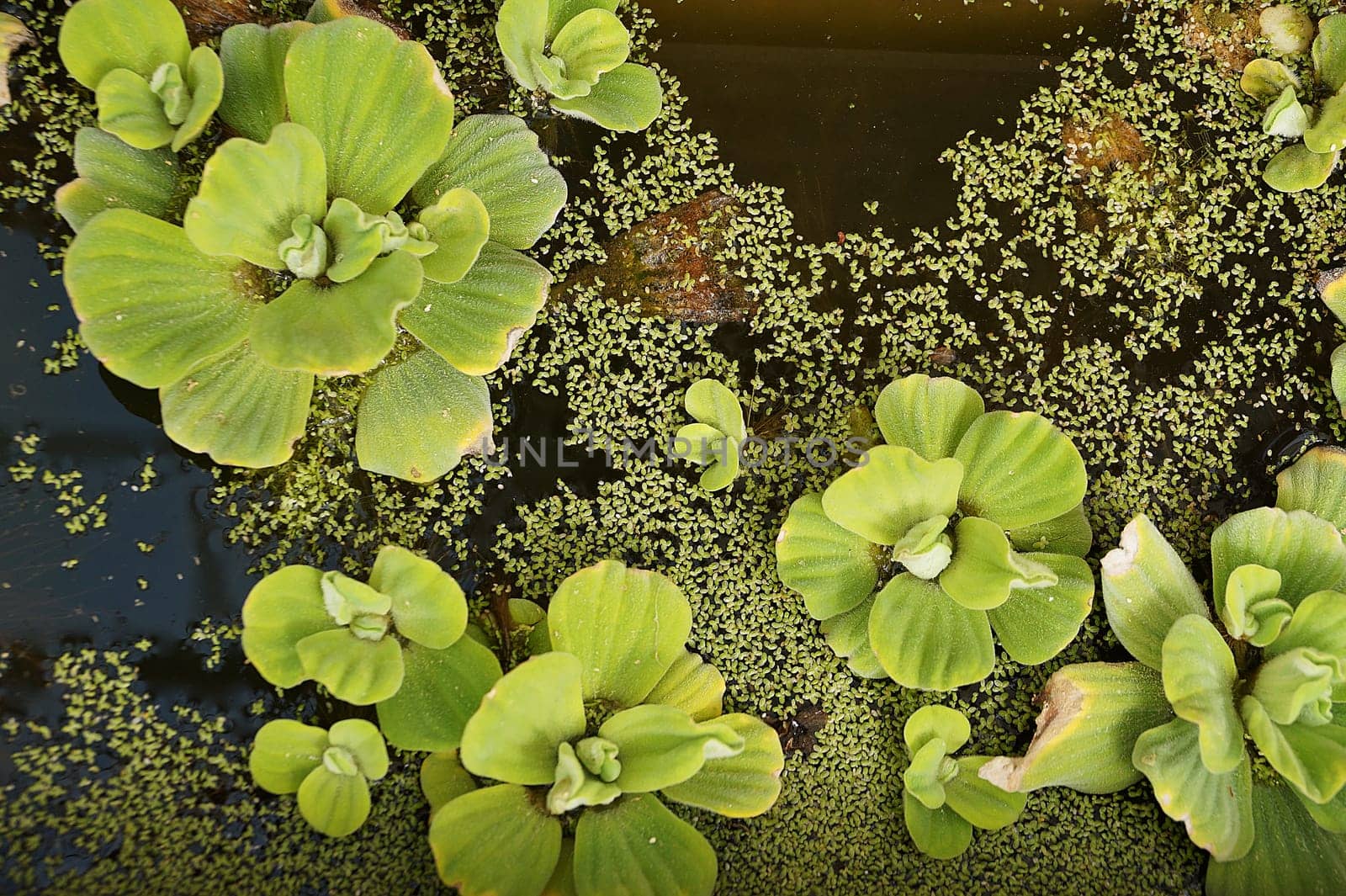 Water rose Pistia in a pond close-up, ornamental aquatic plant by Annado