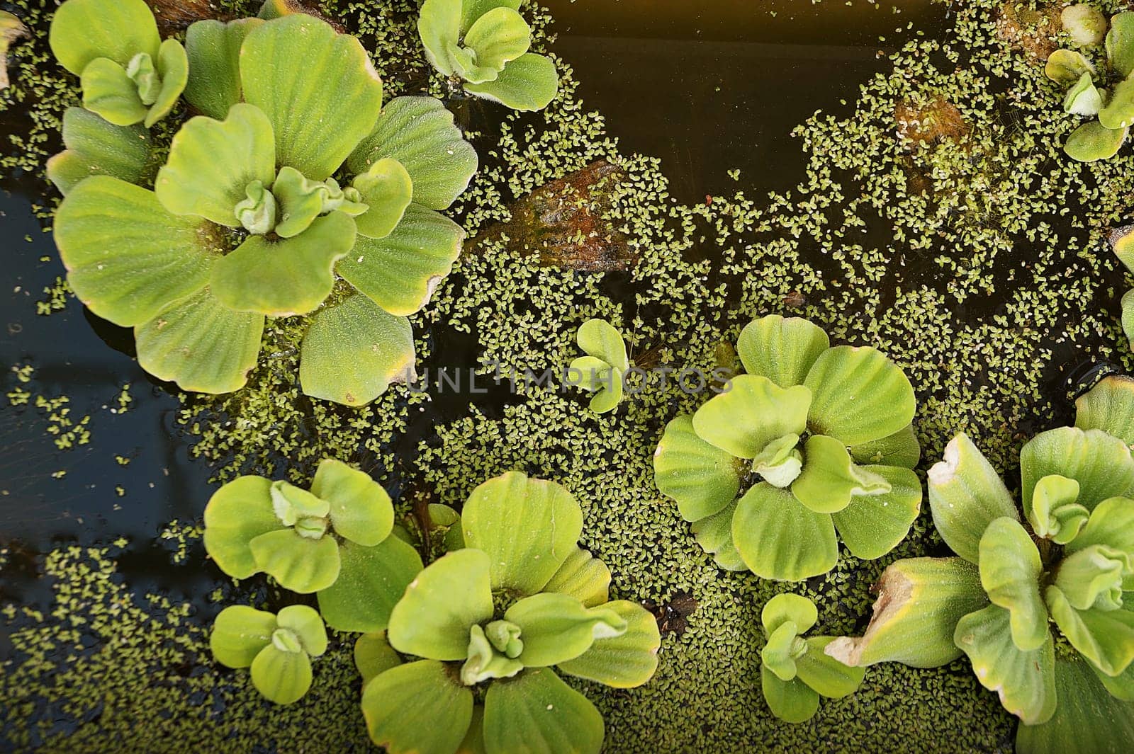 Water rose Pistia in a pond close up, ornamental aquatic plant