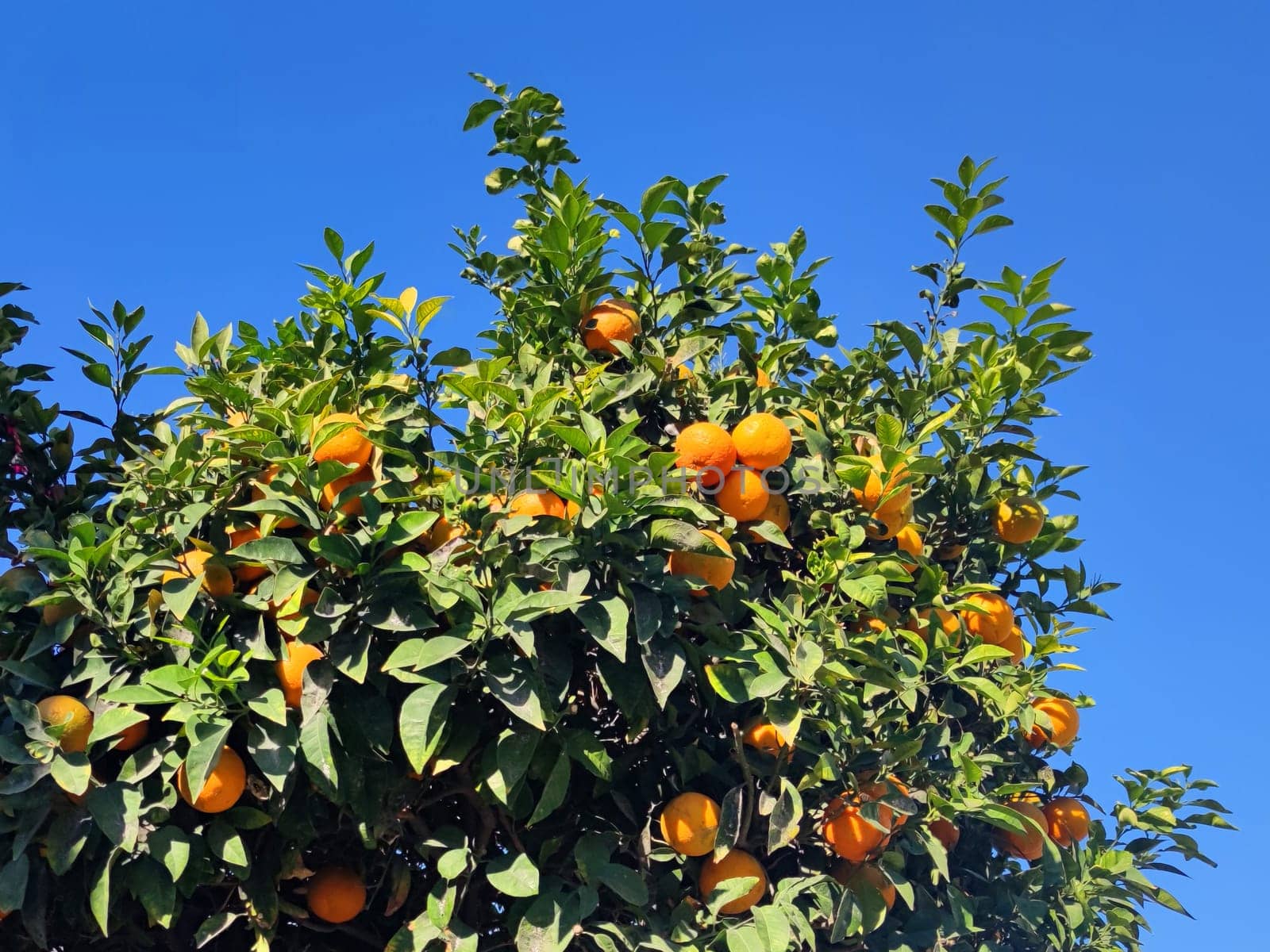 orange tree with fruits in sunlight close-up