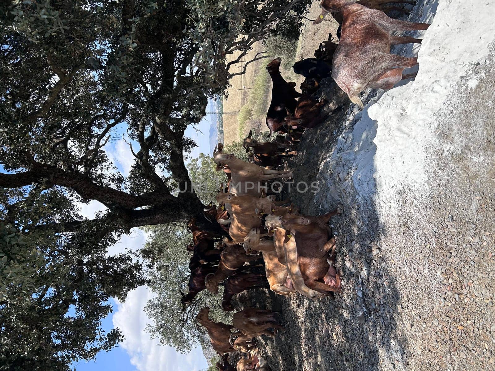 A group of goats under the tree. High quality photo