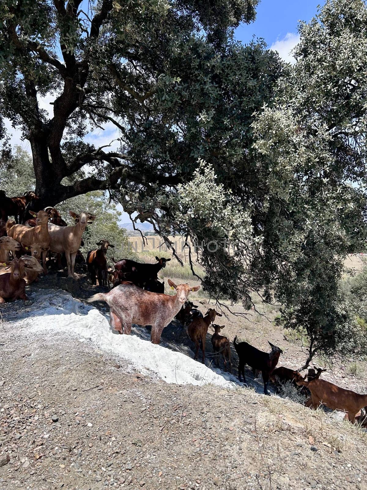 A group of goats under the tree by DailySF