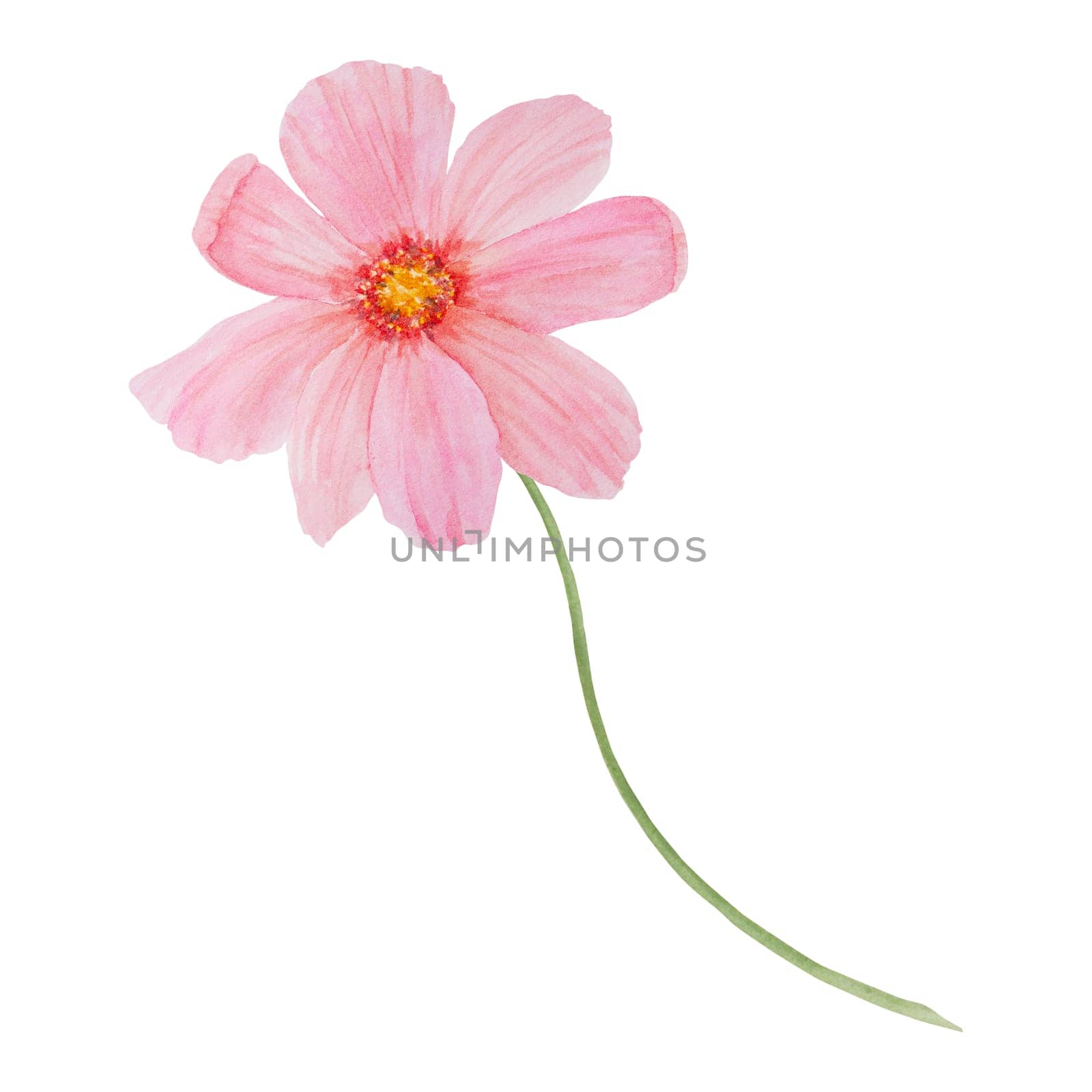 Garden pink Cosmos watercolor illustration. Hand drawn botanical painting, floral sketch. Colorful preety flower clipart for summer or autumn design of wedding invitation, prints, greetings, sublimation, textile