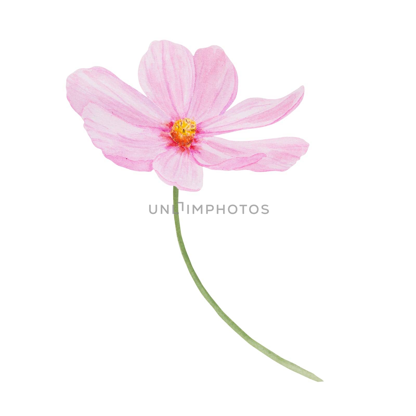 Pink Cosmos watercolor illustration. Hand drawn botanical painting, floral sketch. Colorful flower clipart for summer or autumn design of wedding invitation, print, greeting, sublimation, textile by florainlove_art