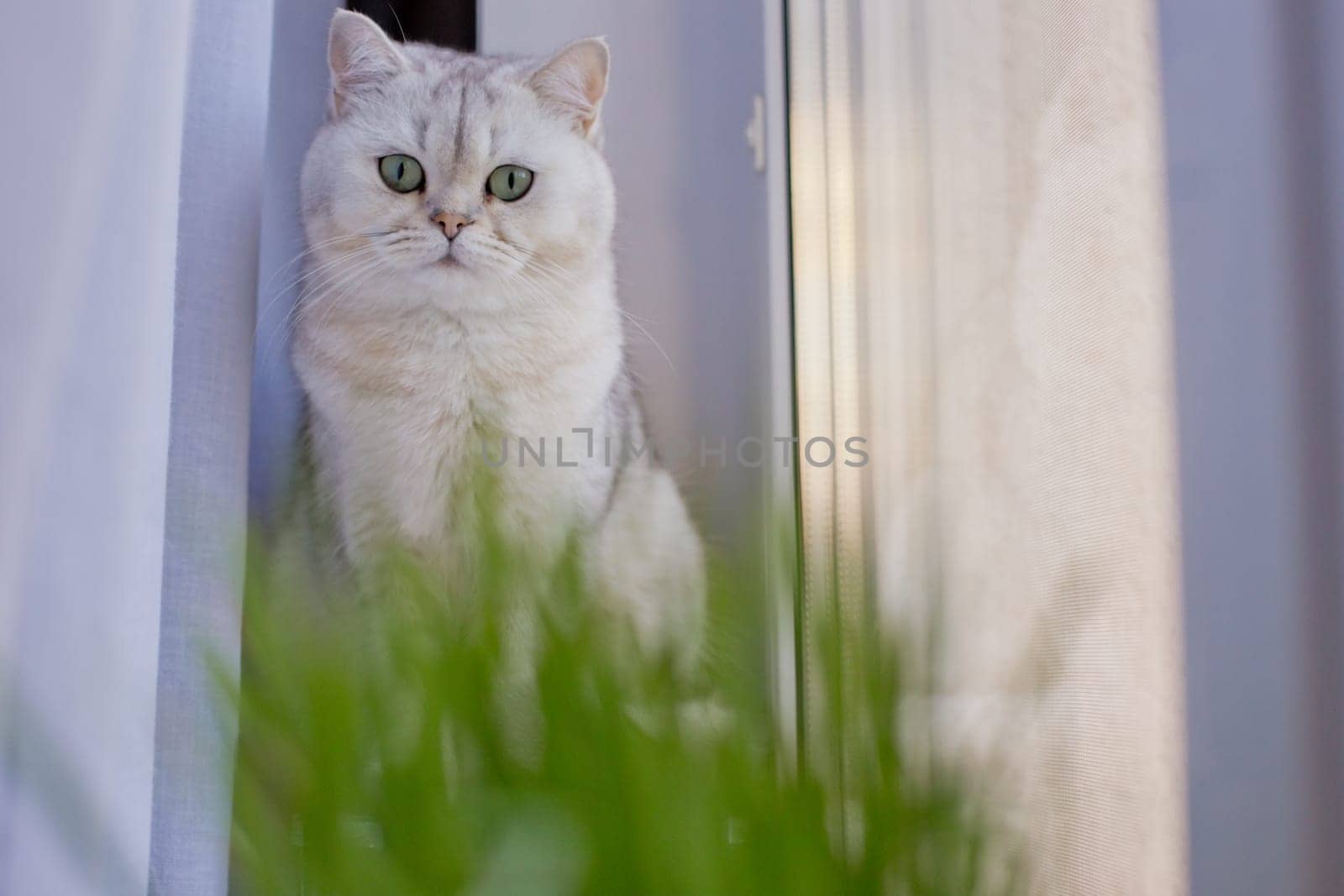 Close-up of a white cat and green grass by the window inside, look at camera
