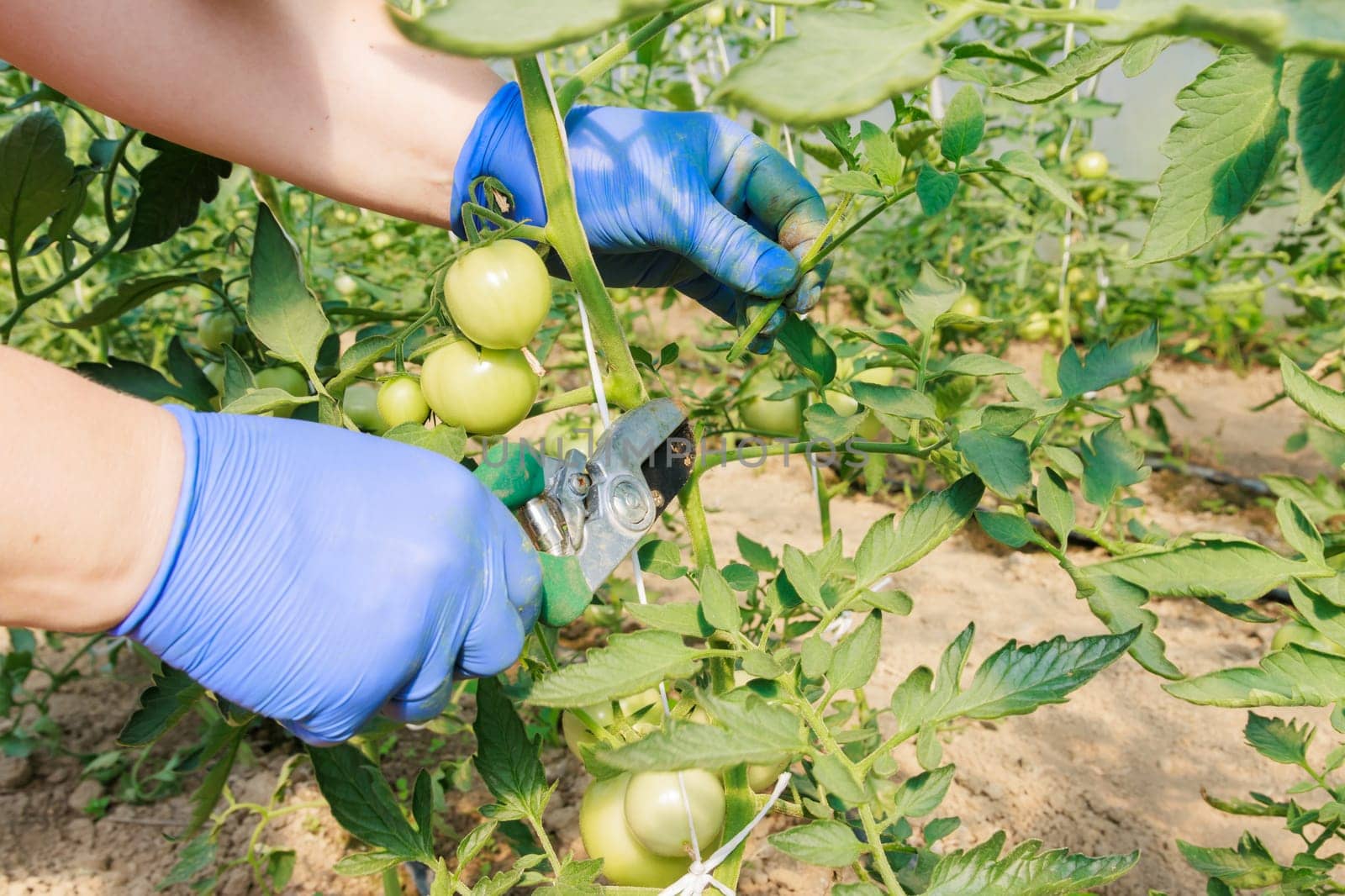 Removing tomato side shoots encourages plant to direct more energy towards fruit production.