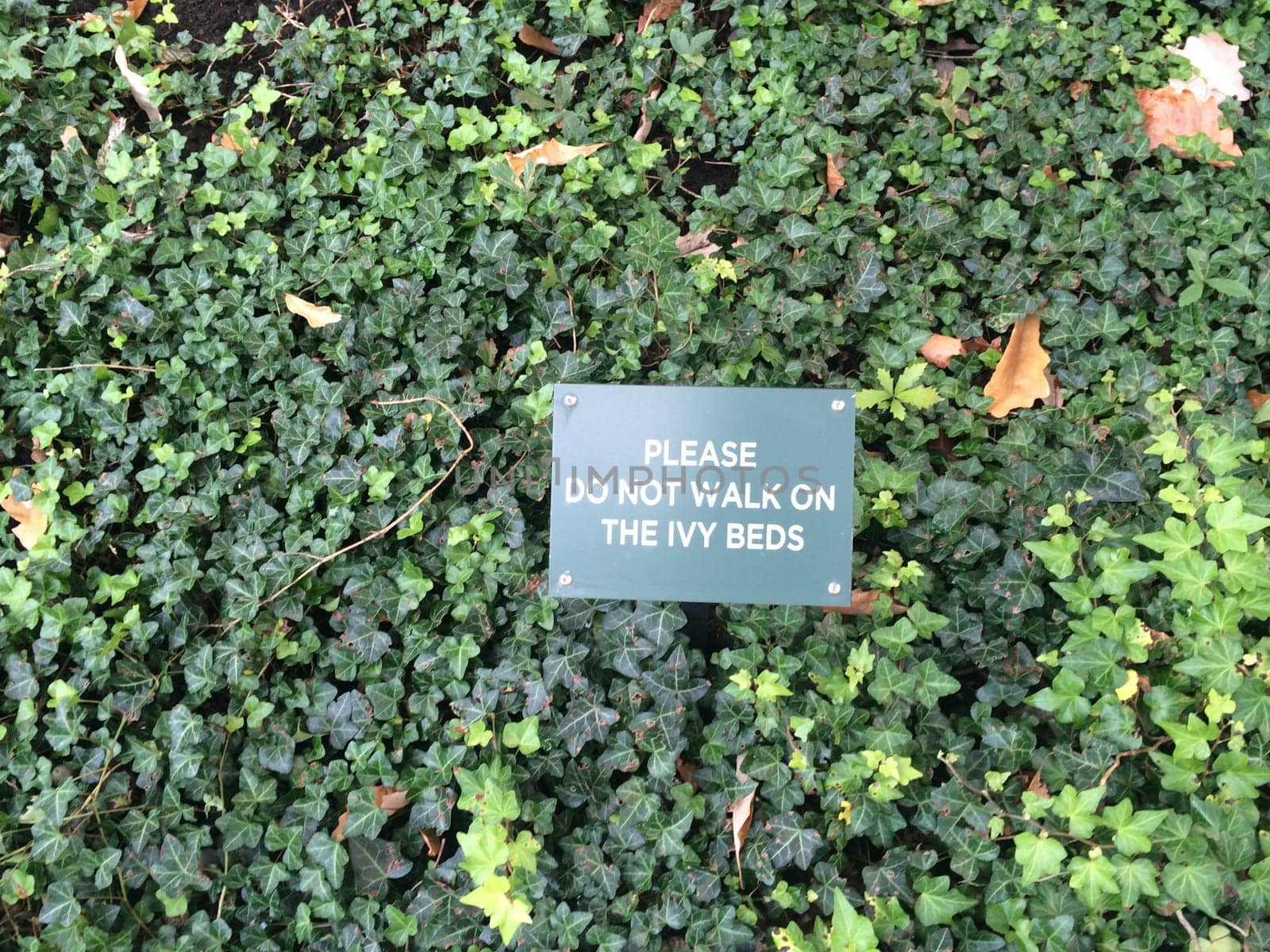 Please Do Not Walk on the Ivy Beds Sign on Ivy Plants in New York City. High quality photo