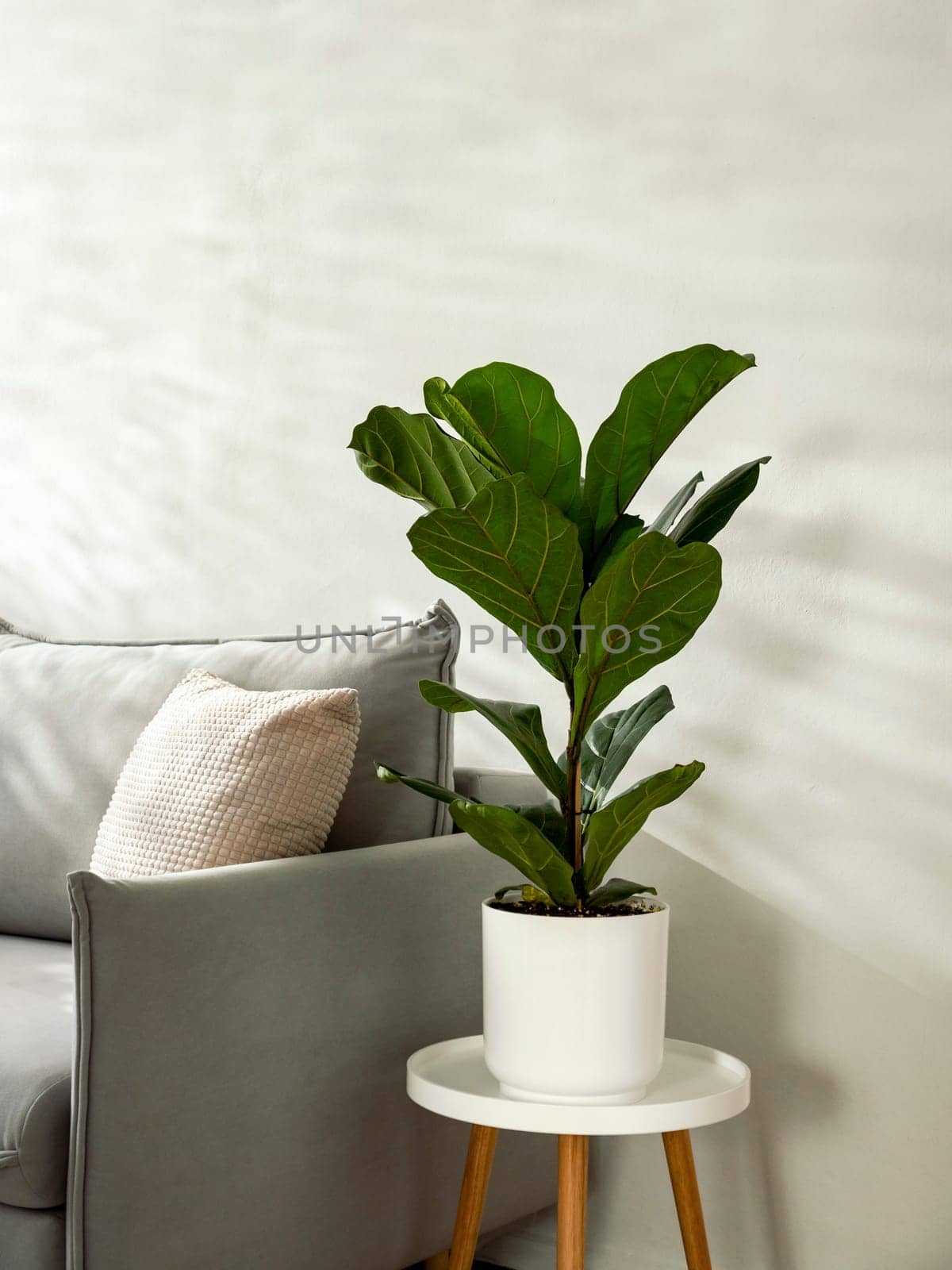 Ficus lyrata or fiddle leaf fig tree in living room interior by fascinadora