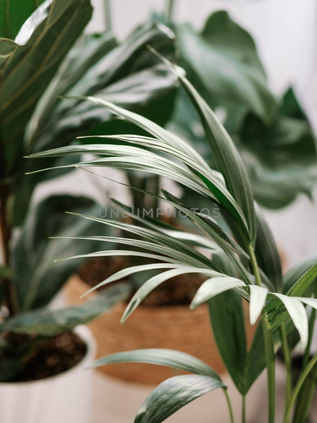 Kentia palm leaves on fiddle leaf fig or ficus lyrata and mostera defocused background. Authentic shot of urban jungle. House plants. Vertical