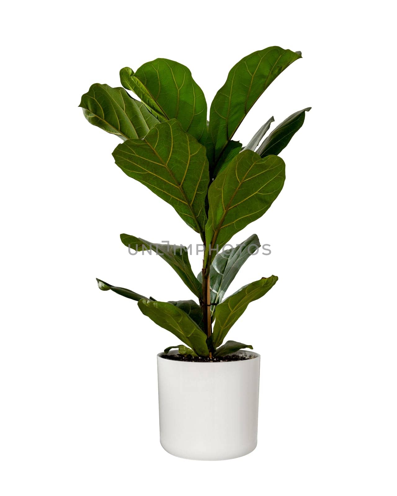 Ficus lyrata or fiddle leaf fig in white ceramic pot isolated on white background. Potted ficus Lyrata or fiddle leaf fig tree isolated with clipping path