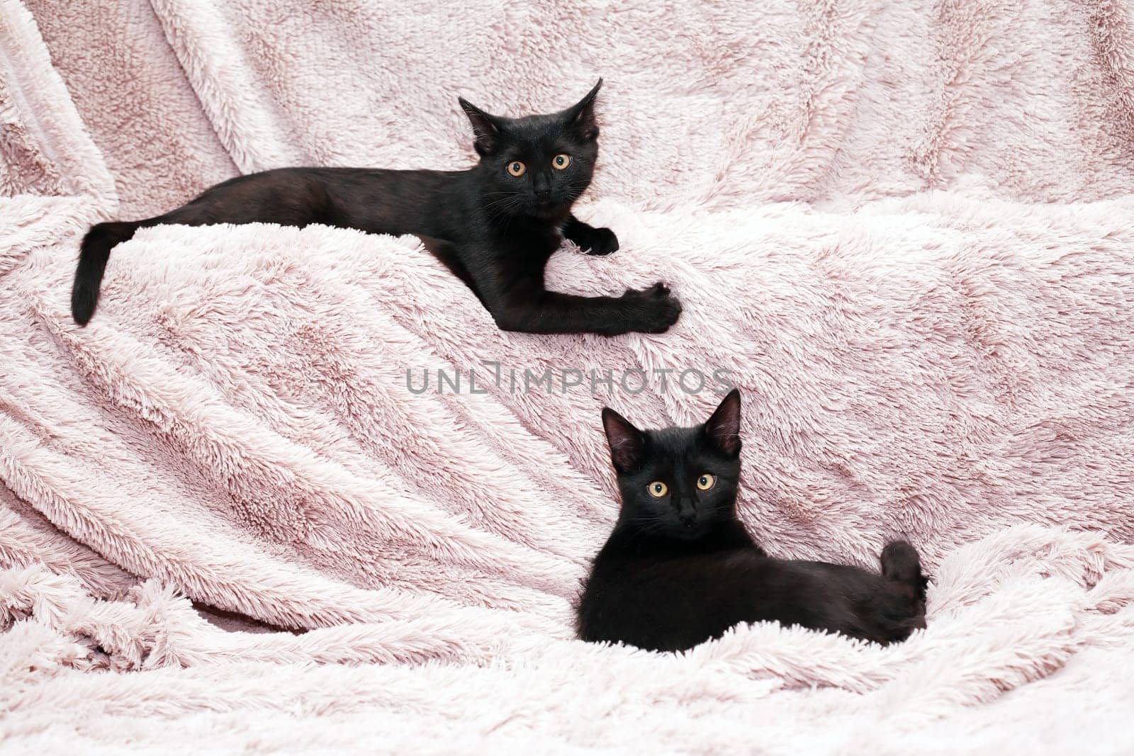 Small Black Kittens by kvkirillov