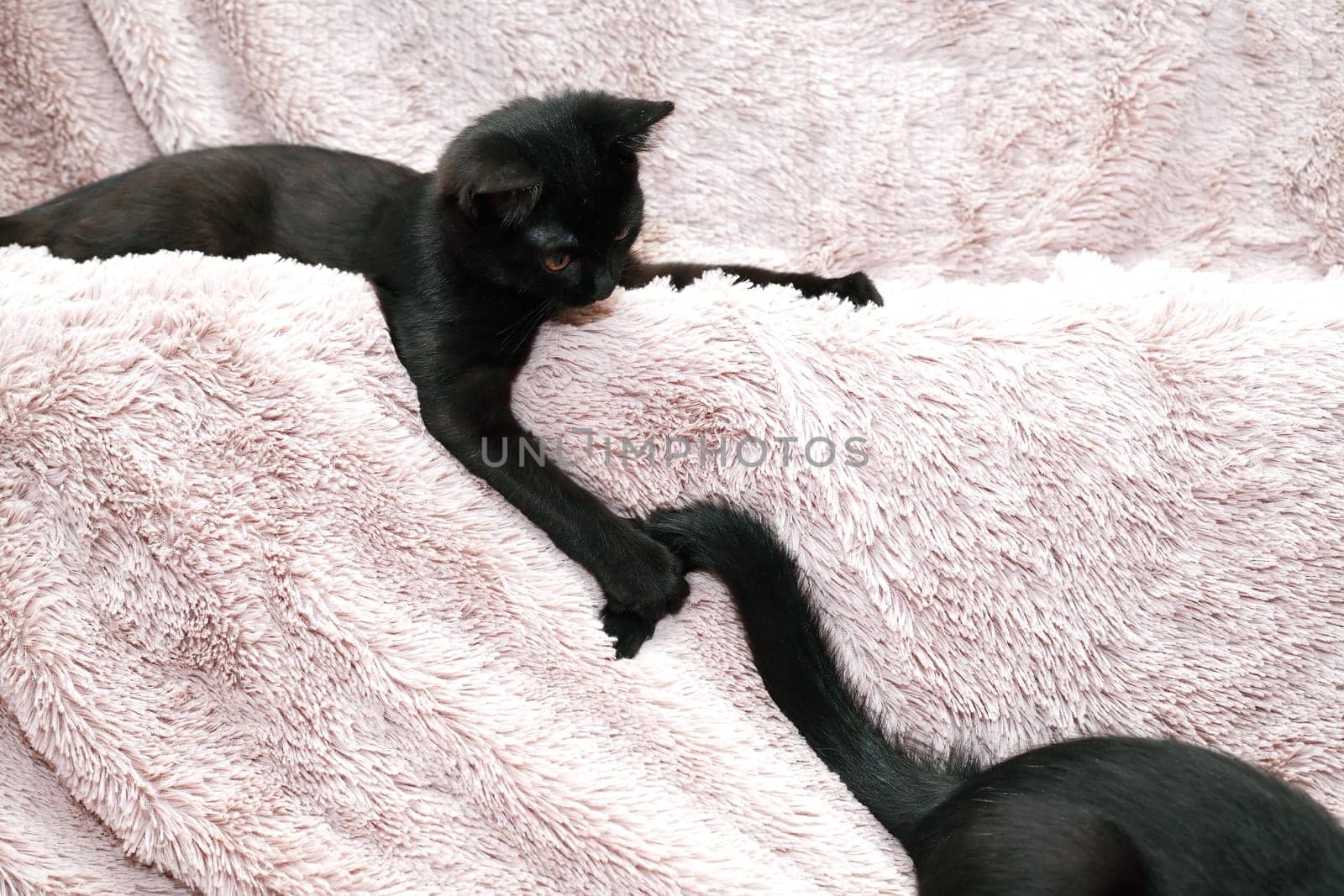 A pair of small black kittens playing on a fabric background