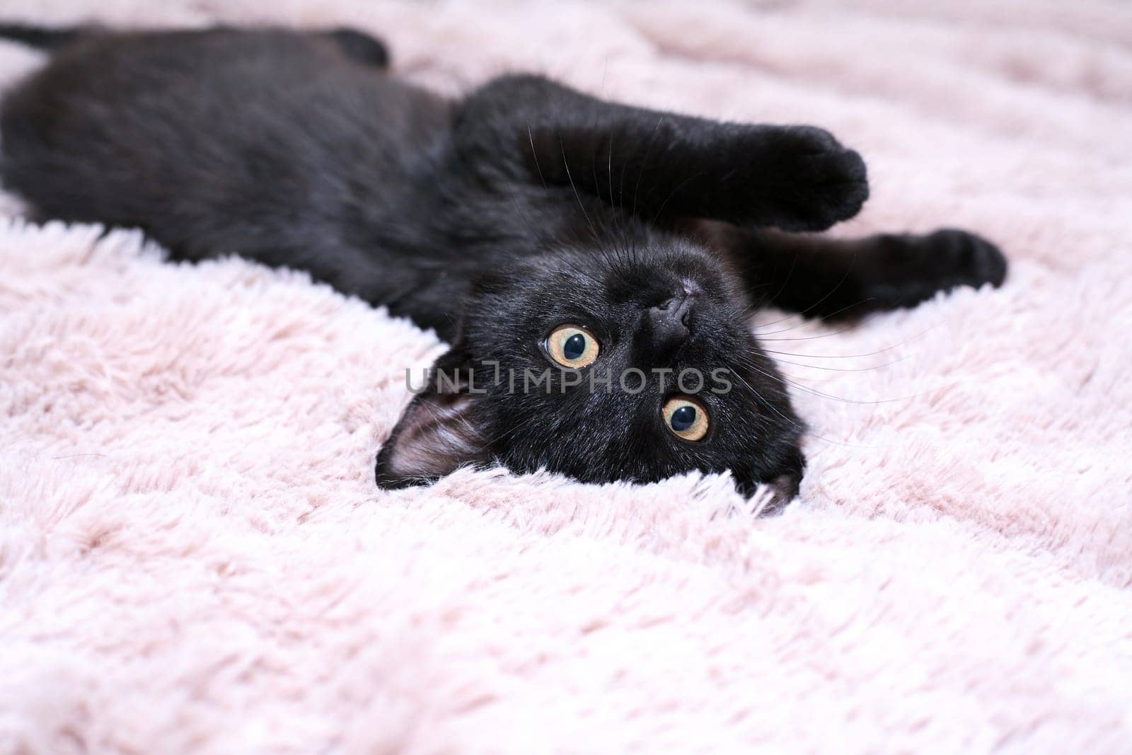 Small black kitten portrait on a fabric background