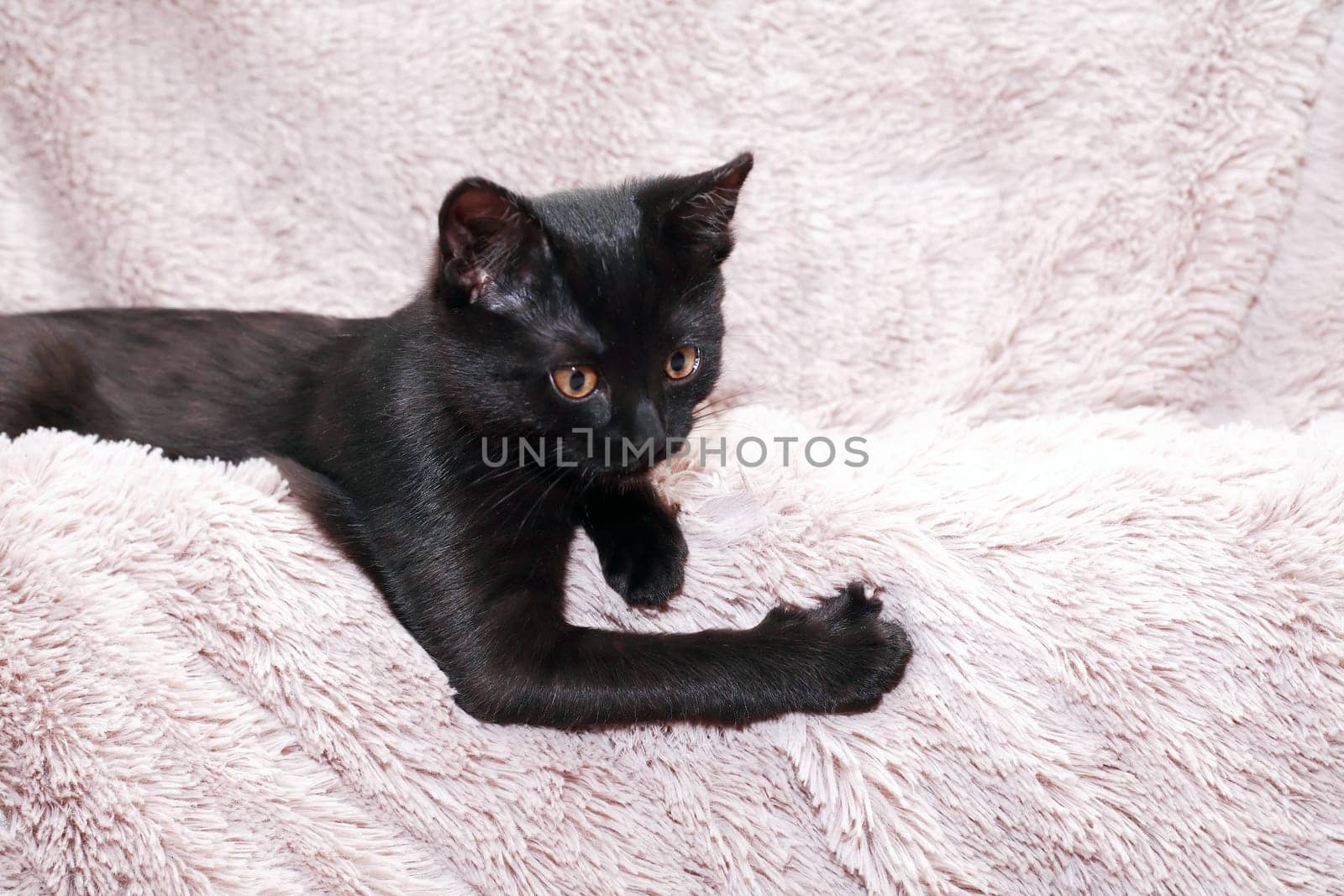 A small black kitten playing on a fabric background