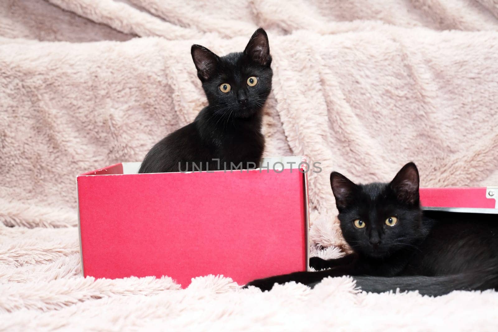 Two Small Black Kittens by kvkirillov