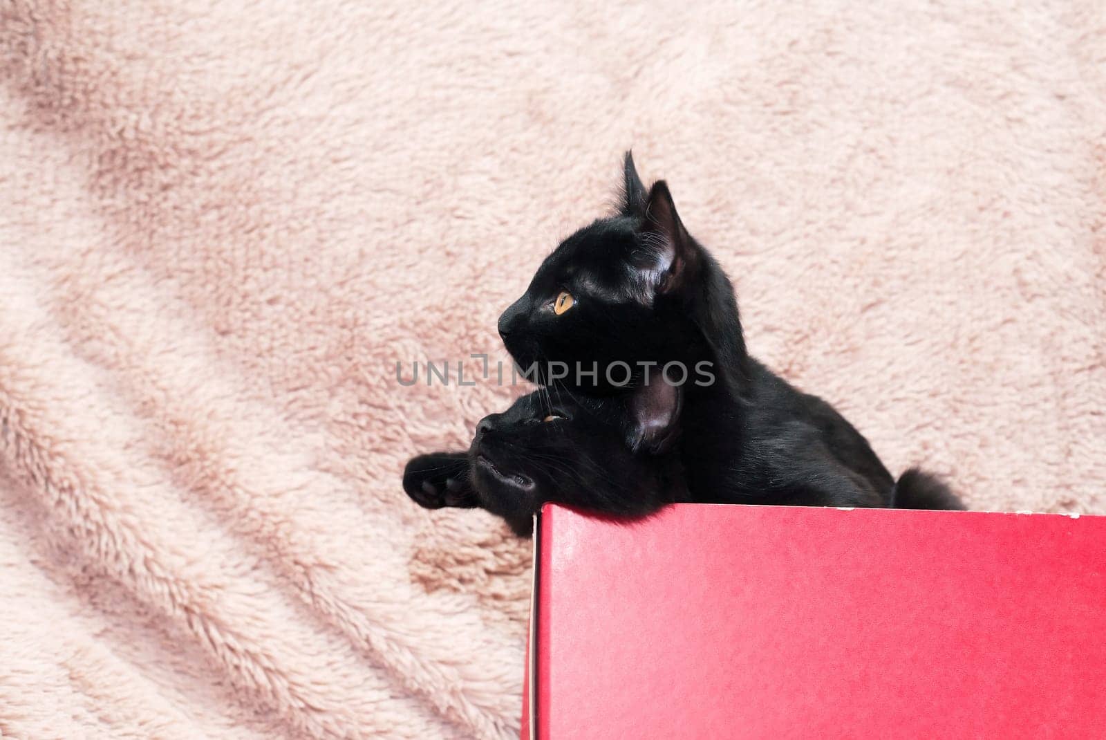 Small Black Kittens In Box by kvkirillov