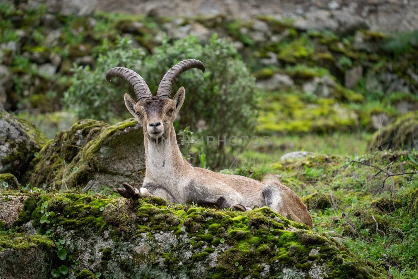 An ibex relaxes on mossy rocks in a tranquil setting.