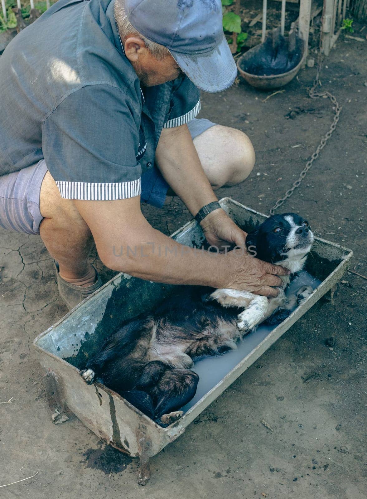 One elderly Caucasian man in old clothes and a torn cap bathes his dog for fleas in an iron trough with medicinal water, close-up view from above.