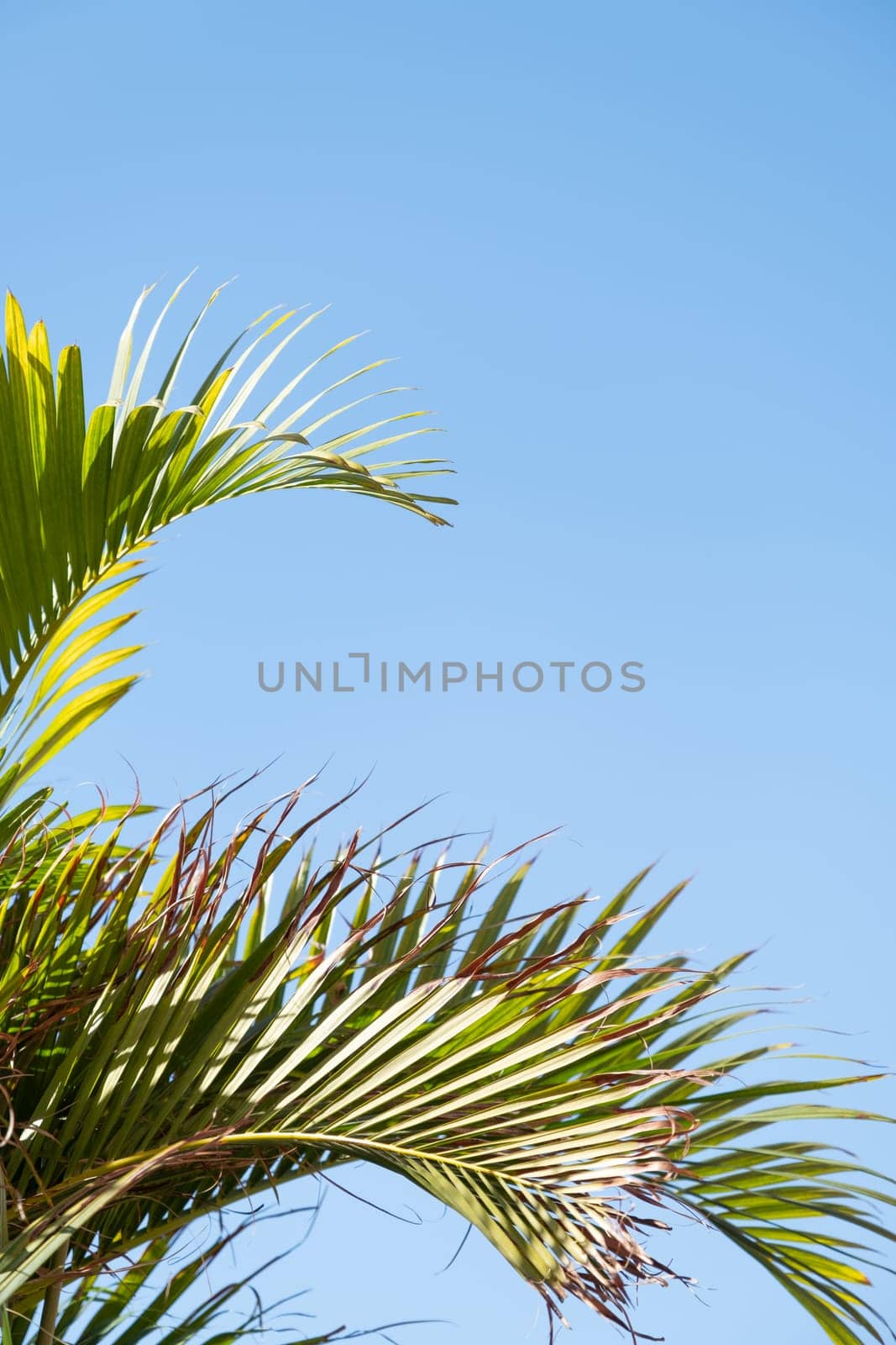 palm trees on the background on sky background by Desperada