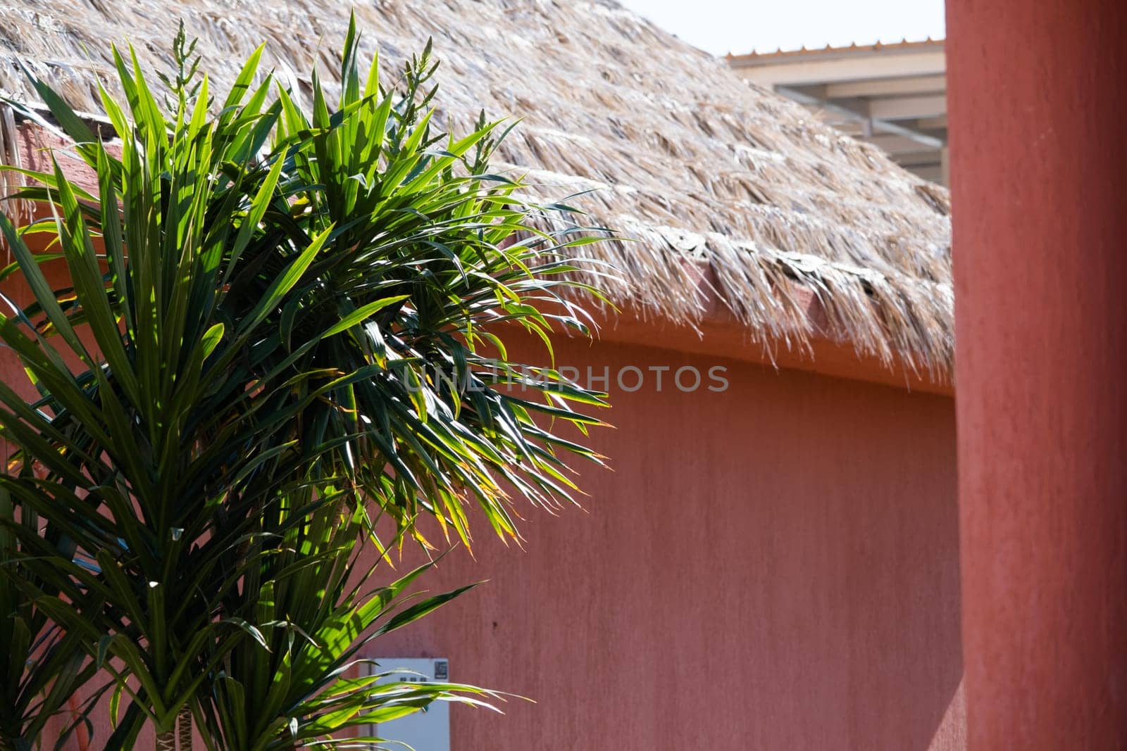 tropical trees on terracotta wall background