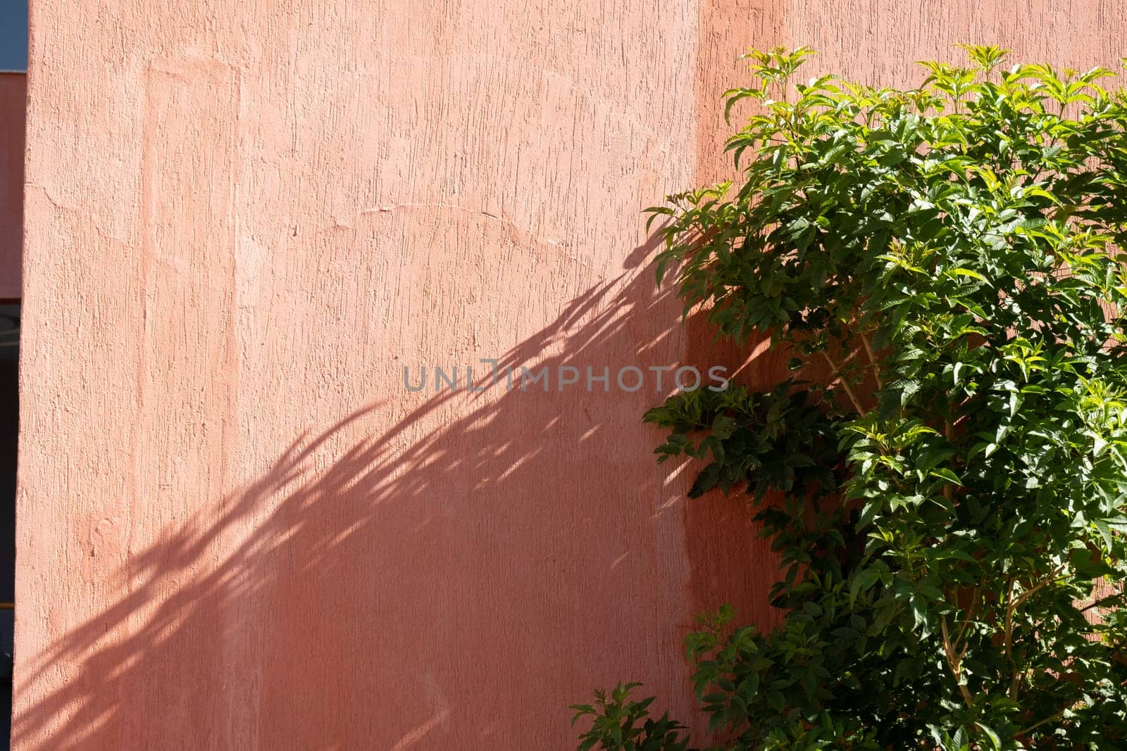 tropical trees on terracotta wall background