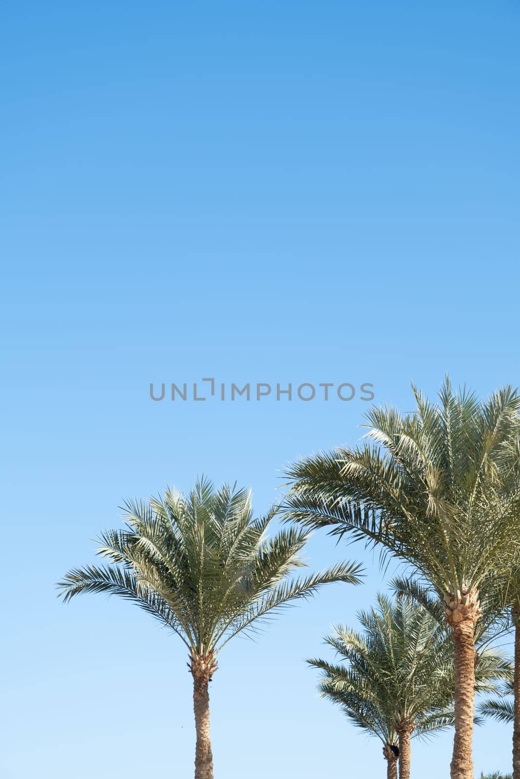 palm trees on the background of a beautiful sky