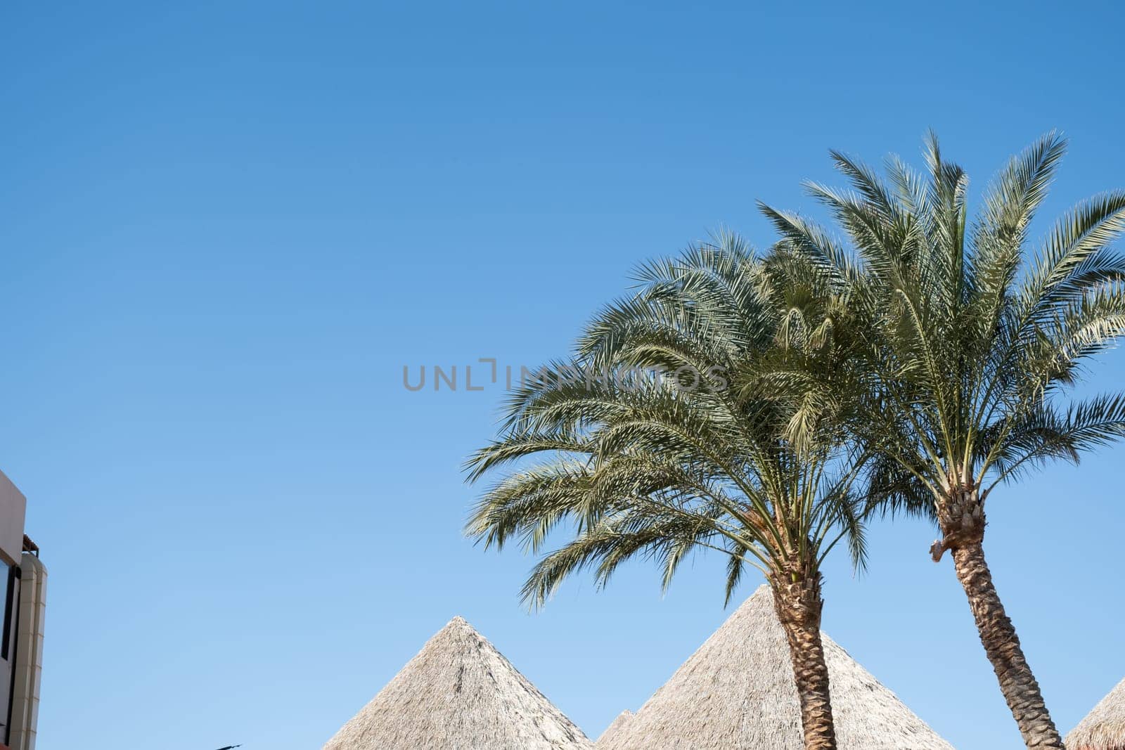 palm trees on the background of a beautiful sky