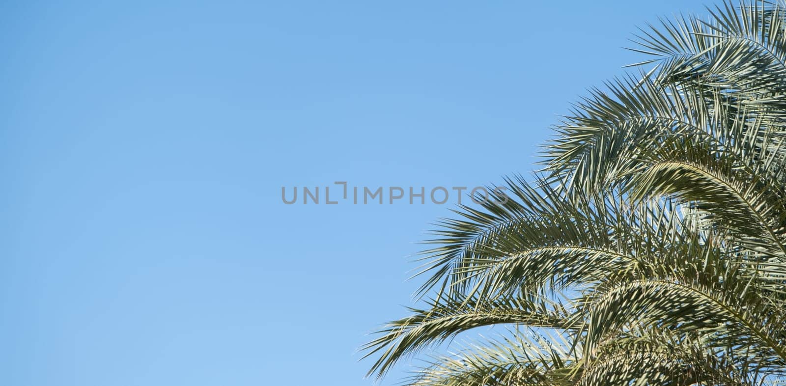 palm trees on the background of a beautiful sky