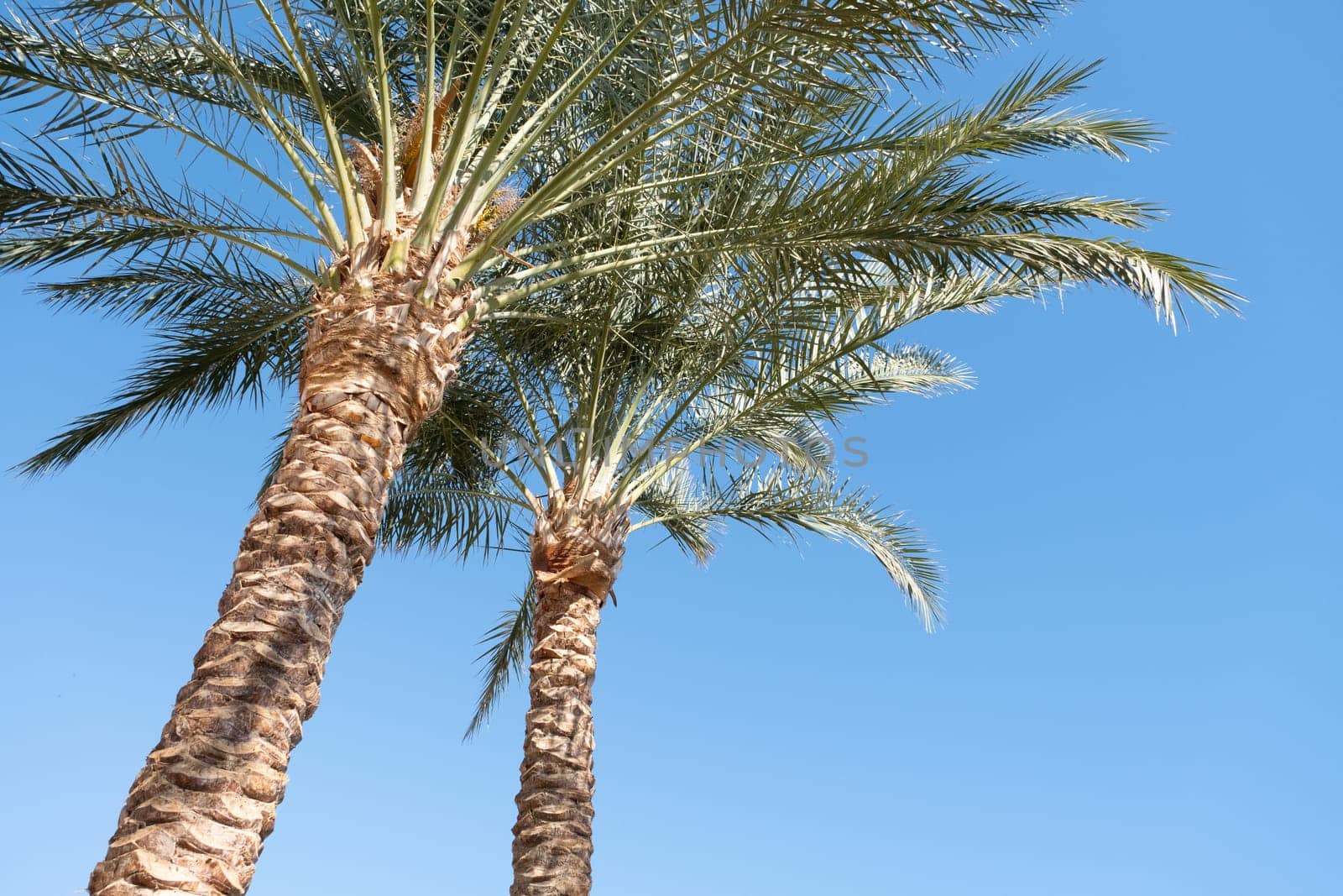 palm trees on the background of a beautiful sky