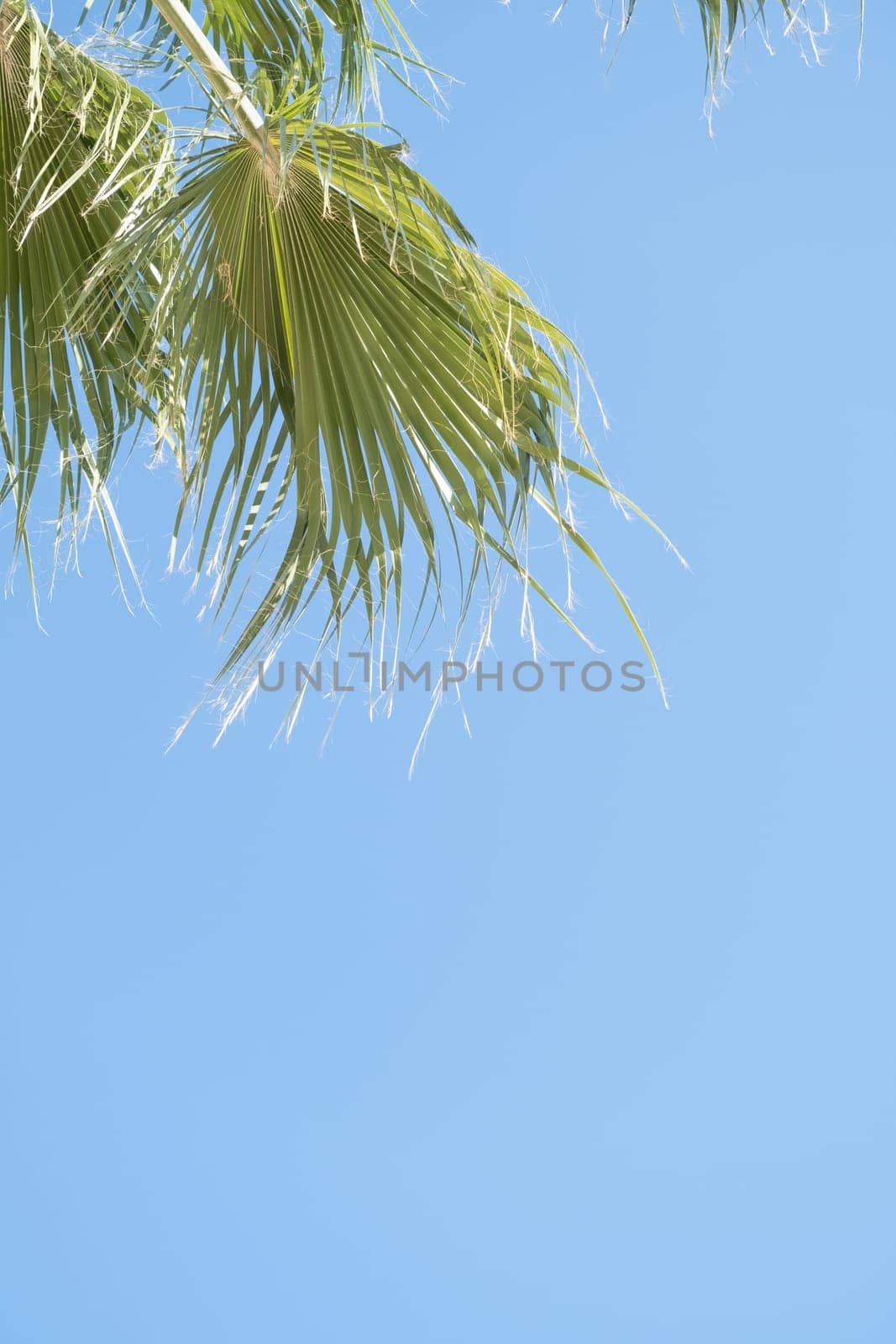 palm trees on the background on sky background by Desperada