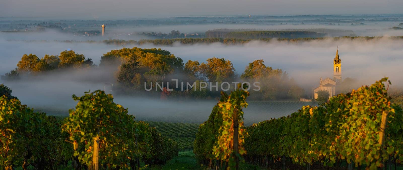 Sunset landscape and smog in bordeaux wineyard, Loupiac, France, Europe, High quality photo