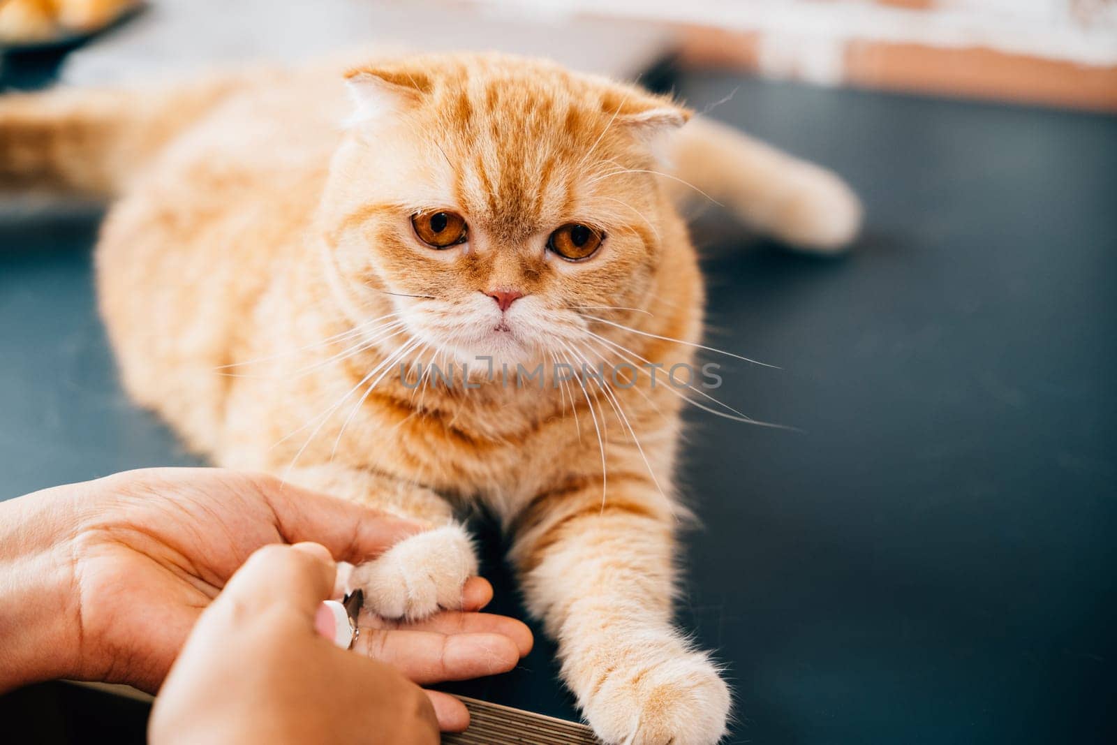 In a veterinary environment, a woman performs cat nail trimming on a Scottish Fold and an orange cat. This close examination demonstrates the dedication and expertise required for proper pet care. by Sorapop