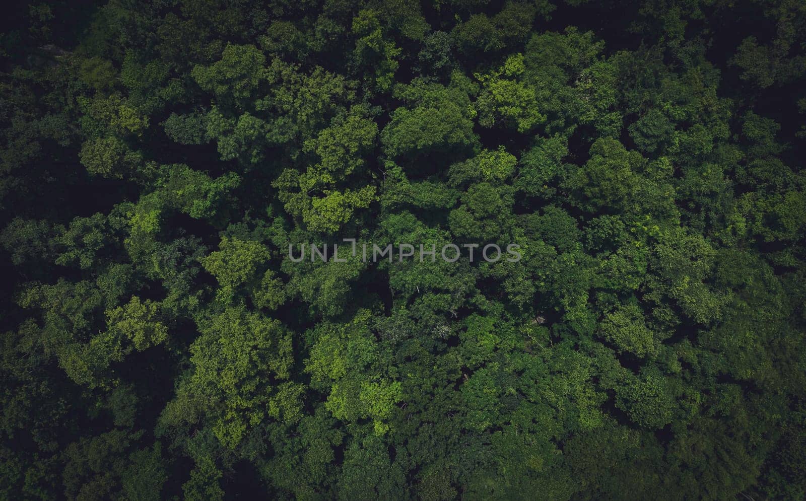 Aerial top view of green trees in forest. Drone view of dense green tree captures CO2. Green tree nature background for carbon neutrality and net zero emissions concept. Sustainable green environment.