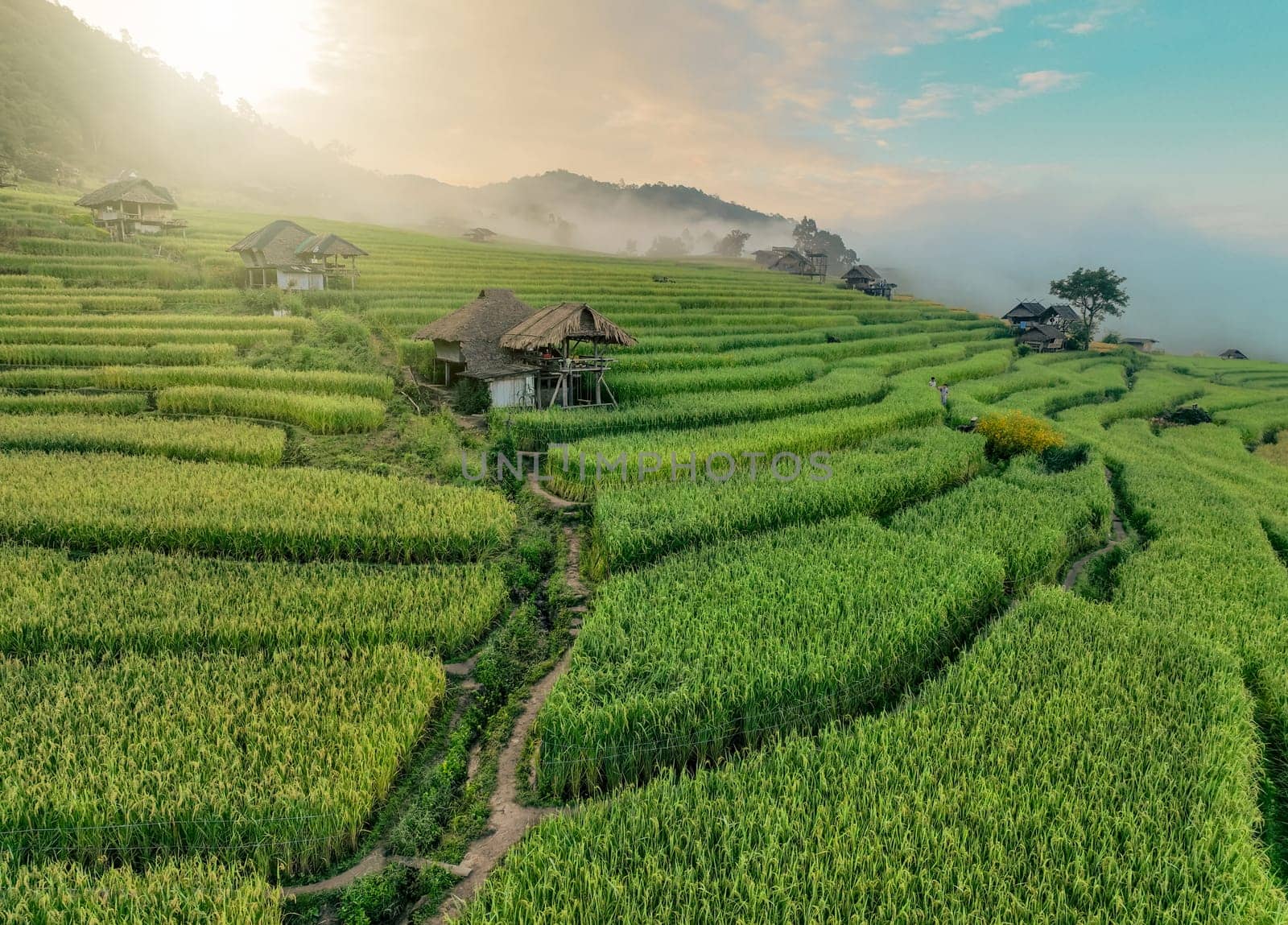 Landscape of rice terrace and hut with mountain range background and beautiful sunrise sky. Nature landscape. Green rice farm. Terraced rice fields. Travel destinations in Chiang Mai, Thailand. by Fahroni