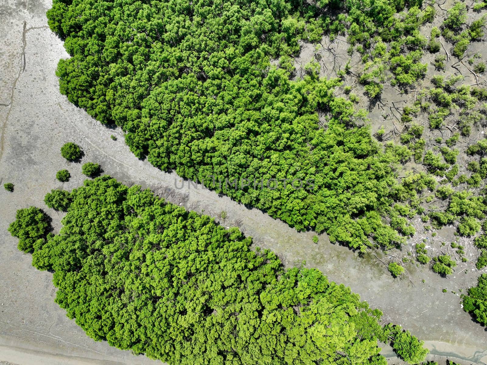 Green mangrove forest with morning sunlight. Mangrove ecosystem. Natural carbon sinks. Mangroves capture CO2 from the atmosphere. Blue carbon ecosystems. Mangroves absorb carbon dioxide emissions.