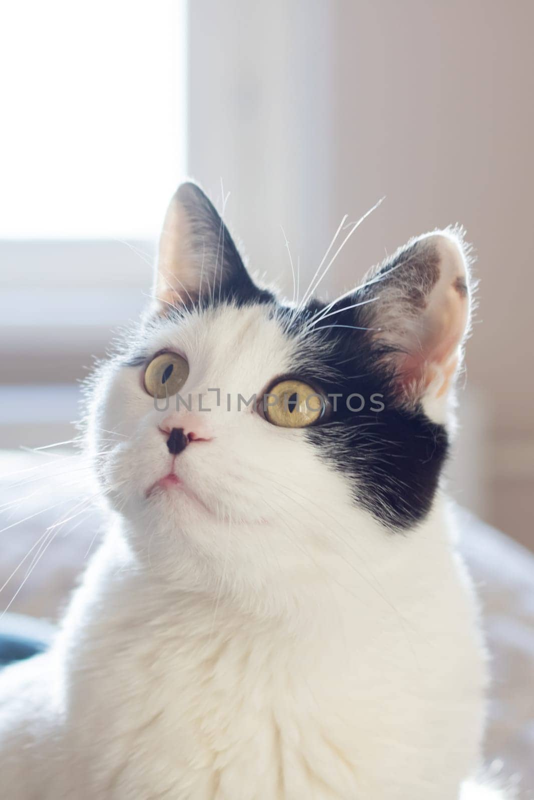 Black and white cat at home closeup portrait by Vera1703