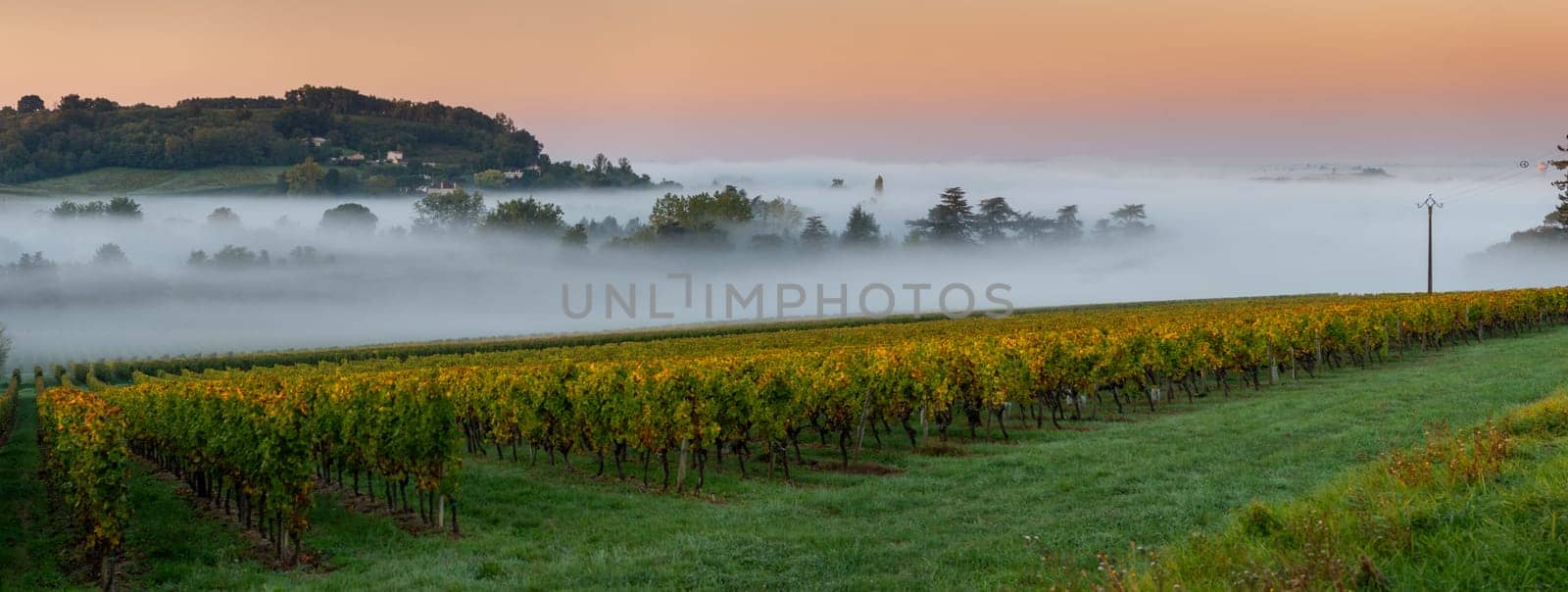 Sunset landscape and smog in bordeaux wineyard, Loupiac, France, Europe by FreeProd