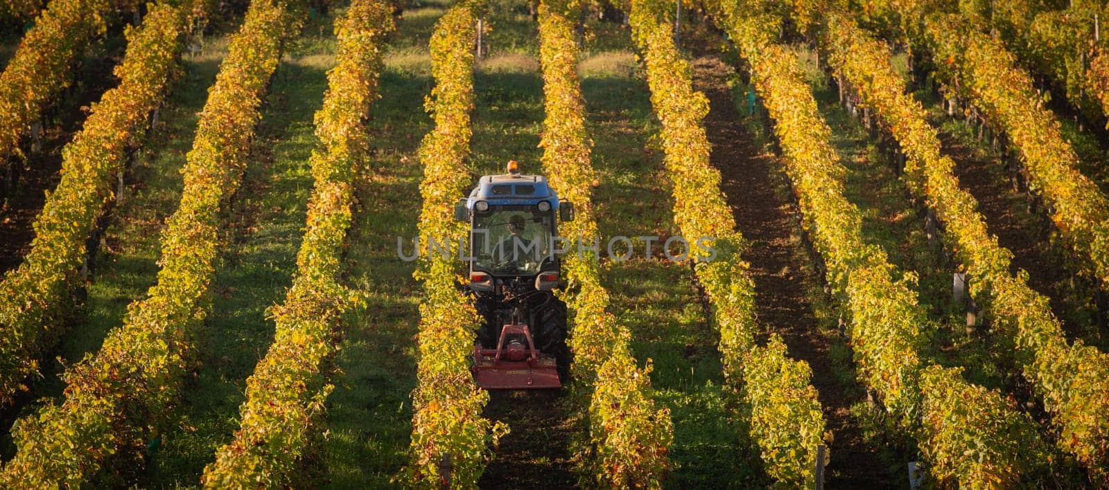 Vineyard landscape, tractor in Vineyard south west of France, Bordeaux Vineyard by FreeProd