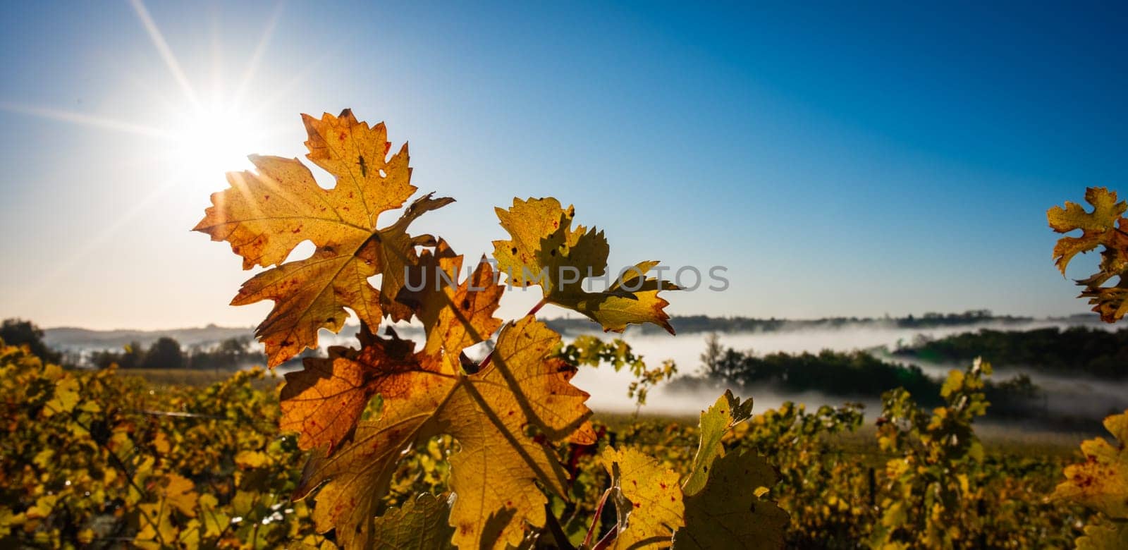 Colourful vine leaves in the autumn, Bordeaux vineyard by FreeProd