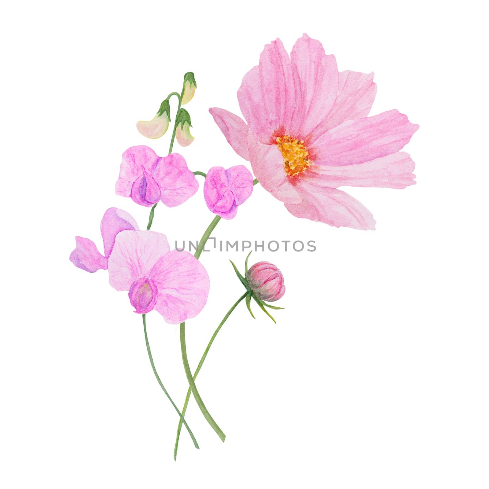 Garden pink Cosmos boquet watercolor illustration. Hand drawn botanical painting, floral sketch. Colorful preety flower clipart for summer or autumn design of wedding invitation, prints, greetings, sublimation, textile