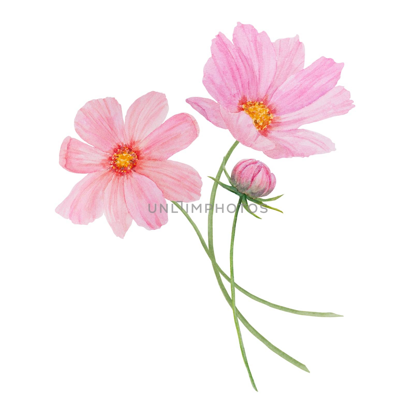 Garden pink Cosmos boquet watercolor illustration. Hand drawn botanical painting, floral sketch. Colorful preety flower clipart for summer or autumn design of wedding invitation, prints, greetings, sublimation, textile
