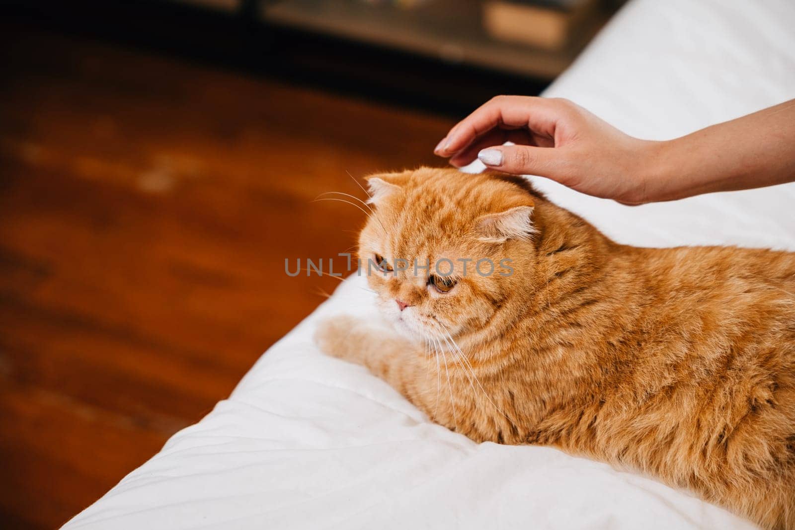 On the bed in their room, a woman finds relaxation and happiness while stroking her orange Scottish Fold cat. Their bond reflects the care and support they share. Pat love by Sorapop
