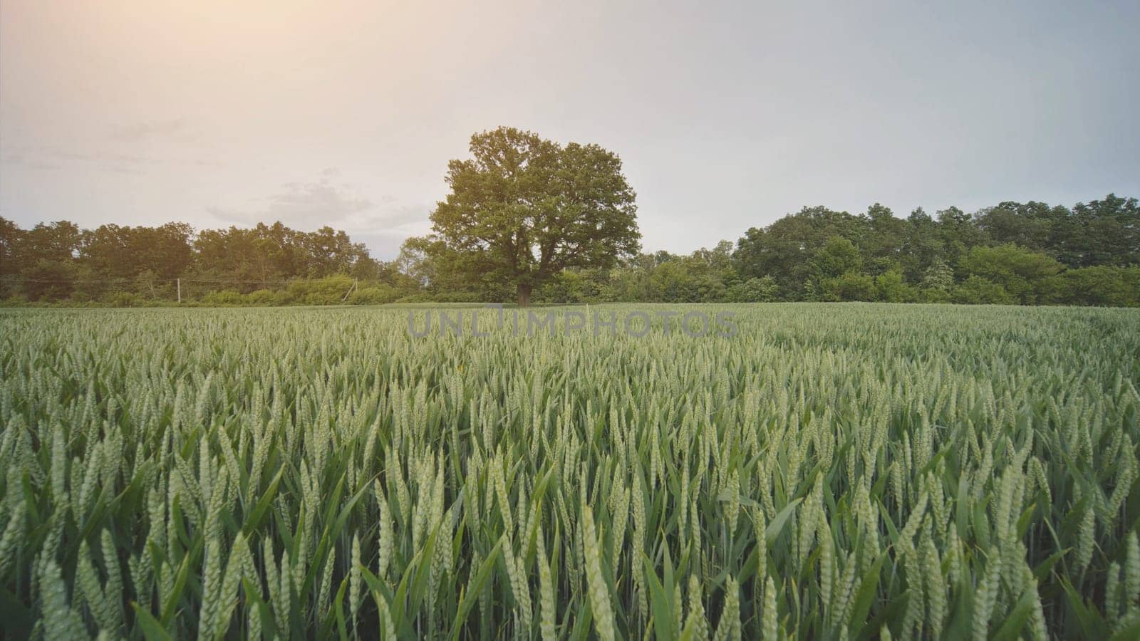 Movement to a lone oak tree among young green wheat. by DovidPro