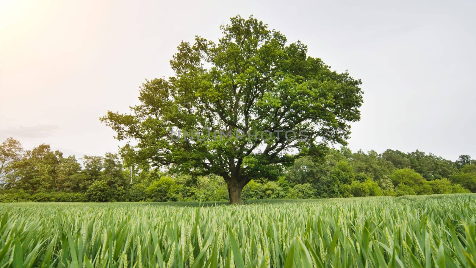 Movement to a lone oak tree among young green wheat. by DovidPro